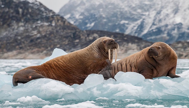 Greenland is an Arctic Wildlife Haven – Food Trips